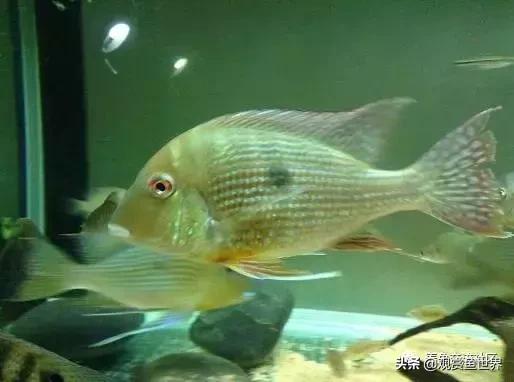 食土鲷一般多大尺寸,食土鲷哪个品种小一点