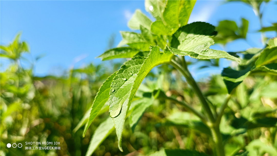 redmi10x最新开箱,redmi10x包装