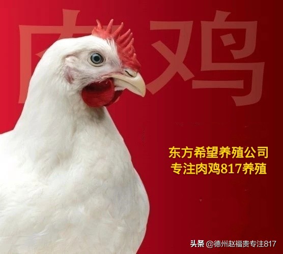 2018年3月25日817肉杂鸡价格,德州817鸡价格最新行情