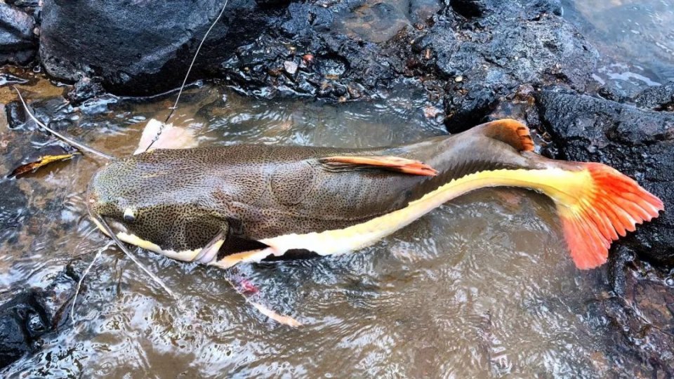 红尾鲶有多凶猛,红尾鲶是入侵物种吗