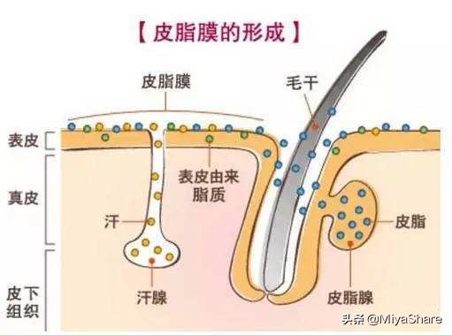 痘肌用洗面奶洗脸是不是长痘,长痘肌应该频繁用洗面奶洗脸吗