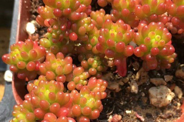 红色浆果越冬这样做，越冷越“红火”！