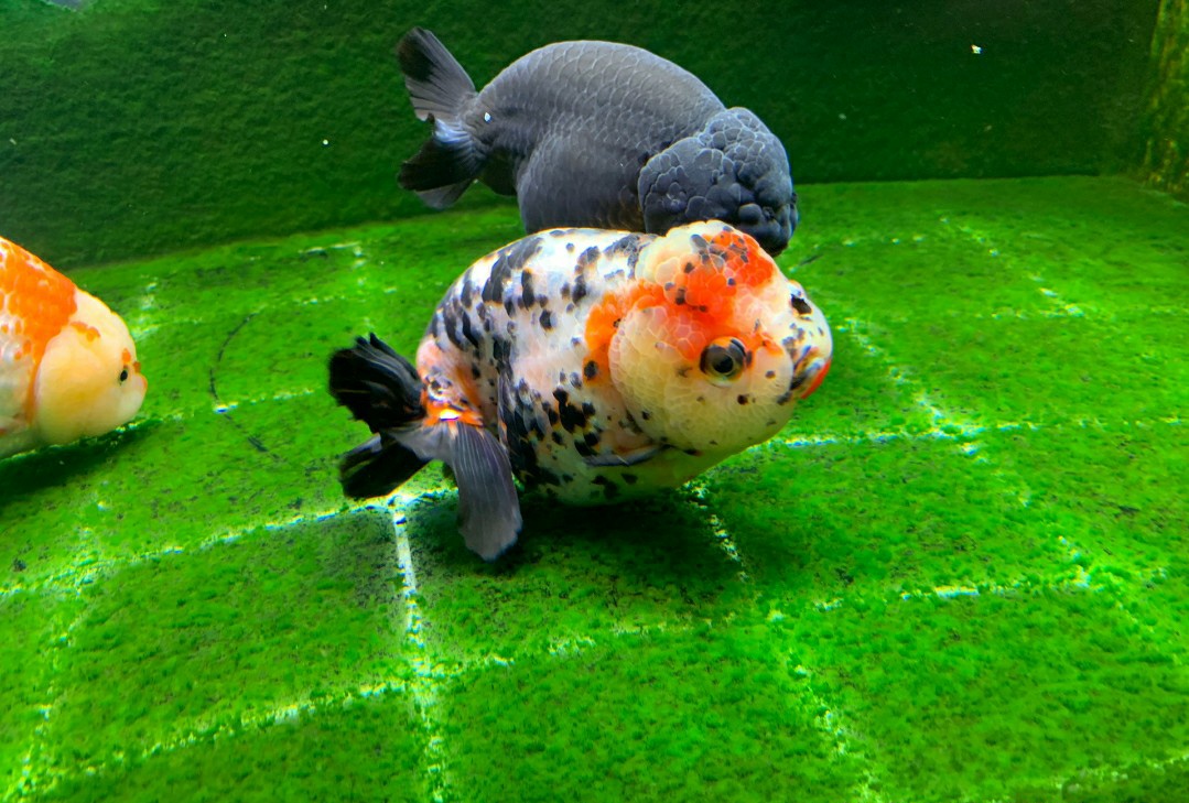 小金鱼肚皮朝上失漂了怎么办,金鱼开始肚皮朝上了怎么抢救