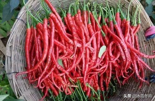各种辣椒的介绍以及辣度,带你了解更多的辣椒知识