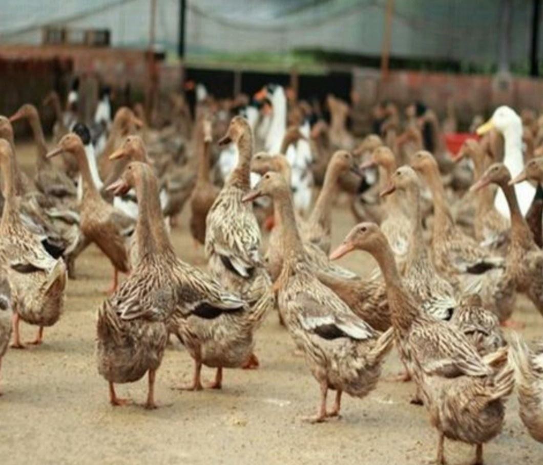 各类家畜养殖效益对比,家畜养殖致富项目