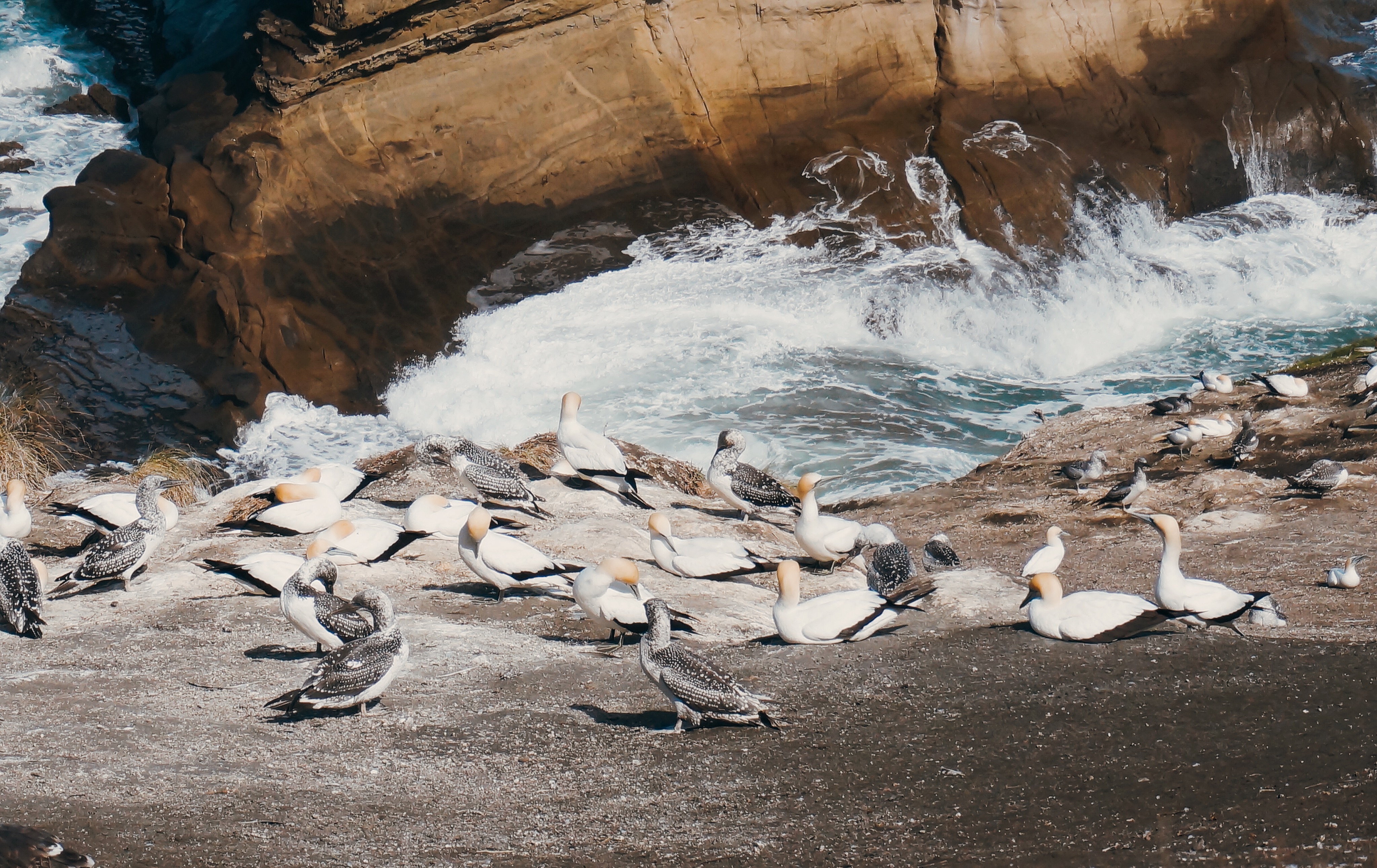 不到4W元的14年中古车，如何陪我闯荡奥克兰（附小众景点干货）