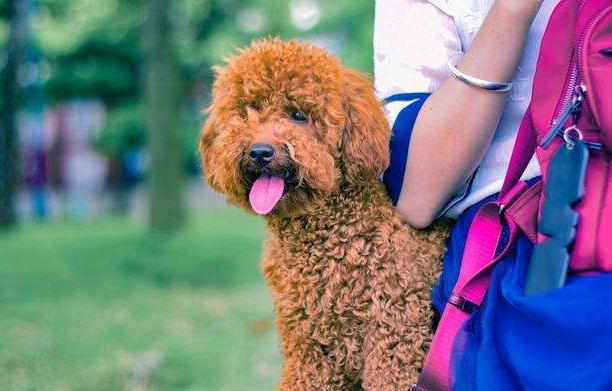 泰迪挑衅恶犬后果是什么,泰迪报复主人的5个表现