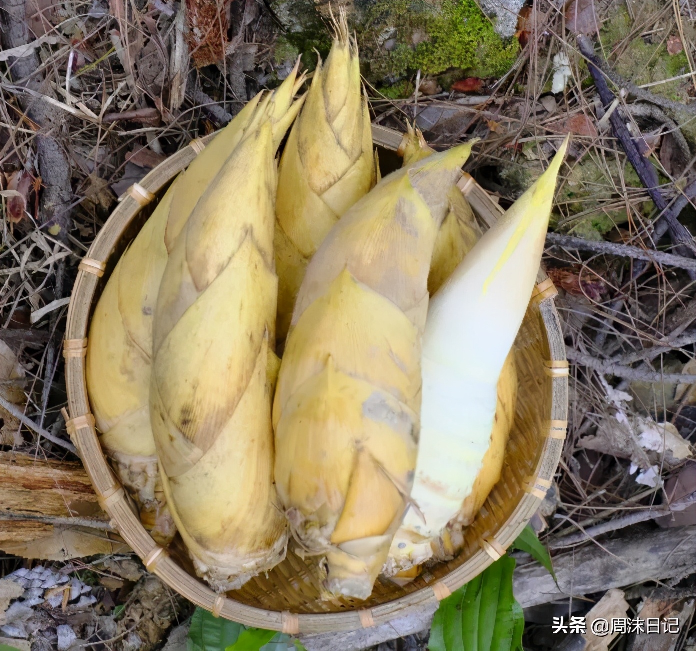 这个季节最好吃的竹笋,正宗武夷山冬笋