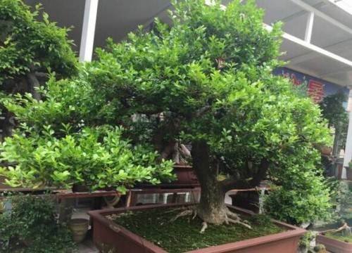 龙城花鸟古玩,贵钢花鸟市场盆景