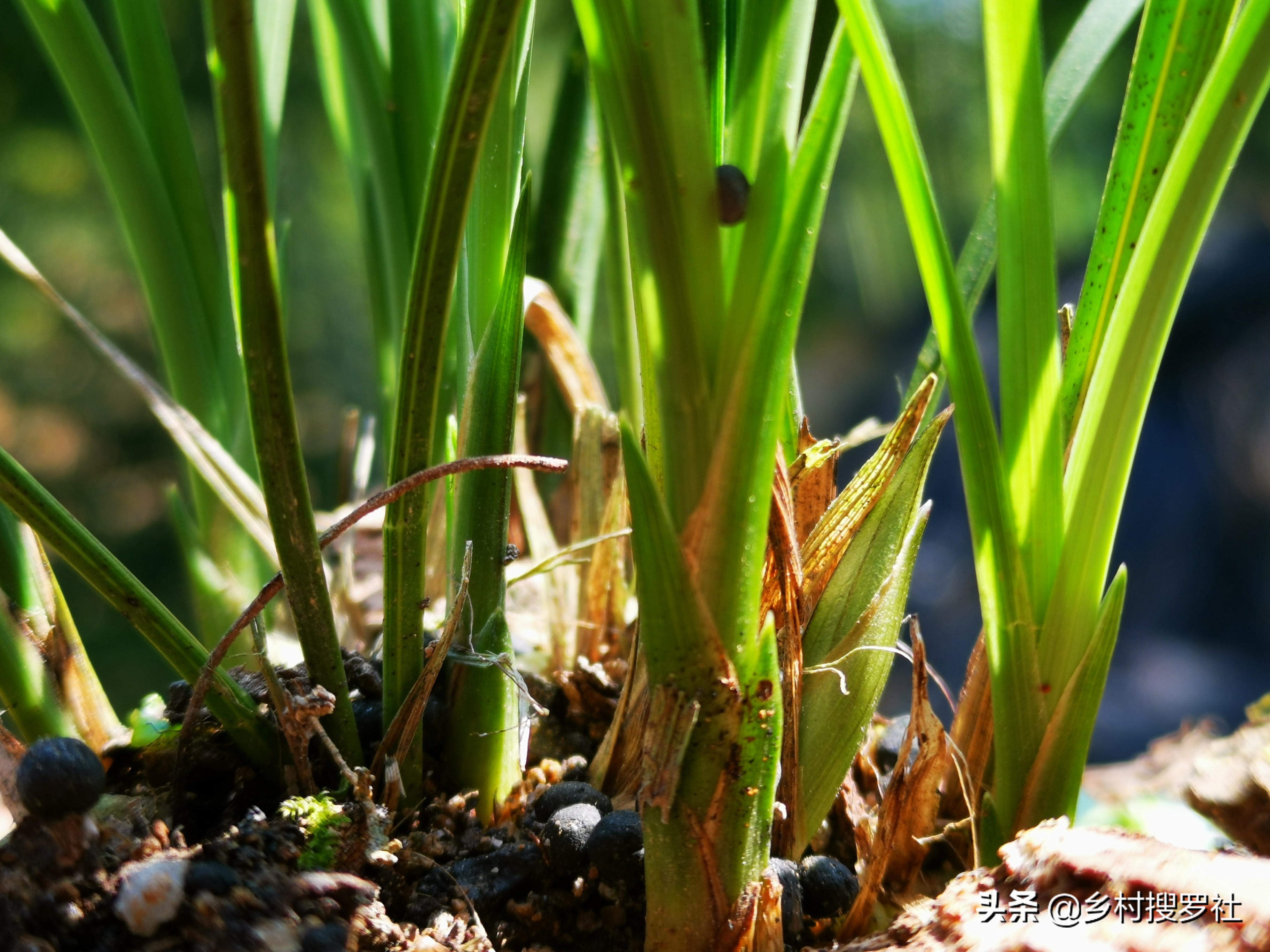 兰花有花苞开花前怎么养,兰花有花苞后如何养护和管理
