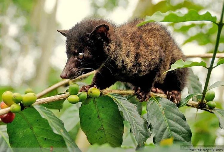 猫屎咖啡馆拿铁咖啡价格表,猫屎咖啡500元一杯