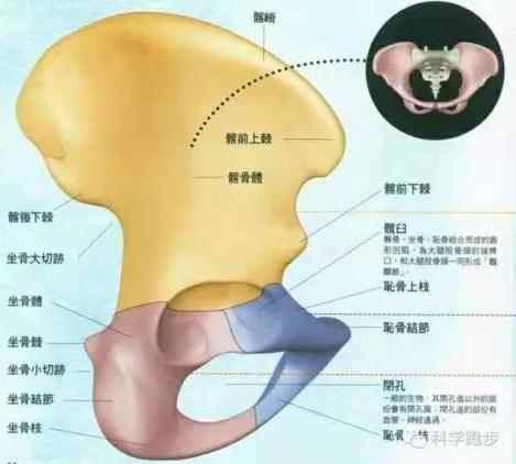 怎么真正有效改善假胯宽,假胯宽矫正的正确方法私教