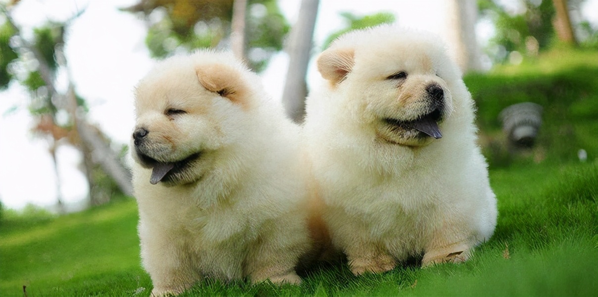 松狮跟藏獒有什么区别,松狮和藏獒像不像