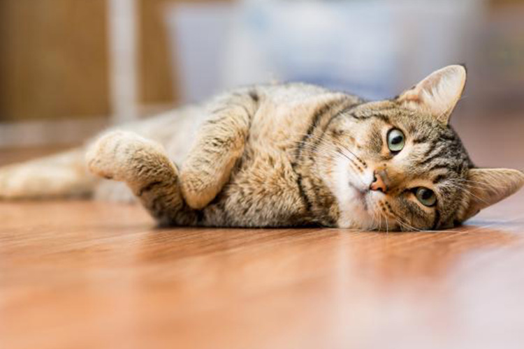 猫咪拉稀是不是要禁水禁食,猫咪又吐又拉稀需要禁食吗