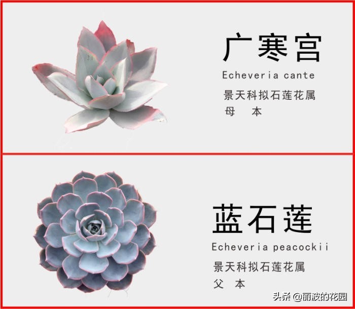 多肉植物薄叶蓝鸟怎么繁殖,多肉植物薄叶蓝鸟能耐多少低温