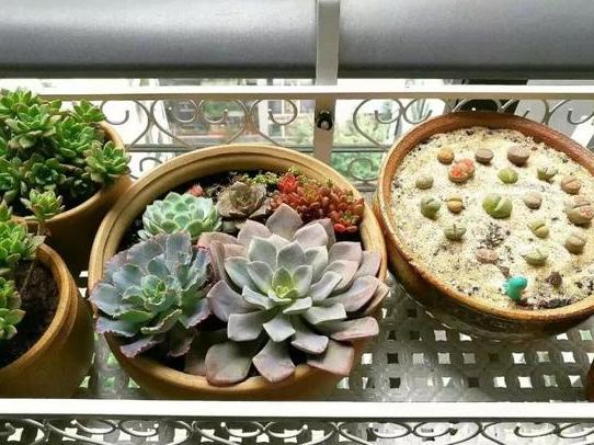 盆栽土如何处理,盆栽土表层全都是根怎么处理