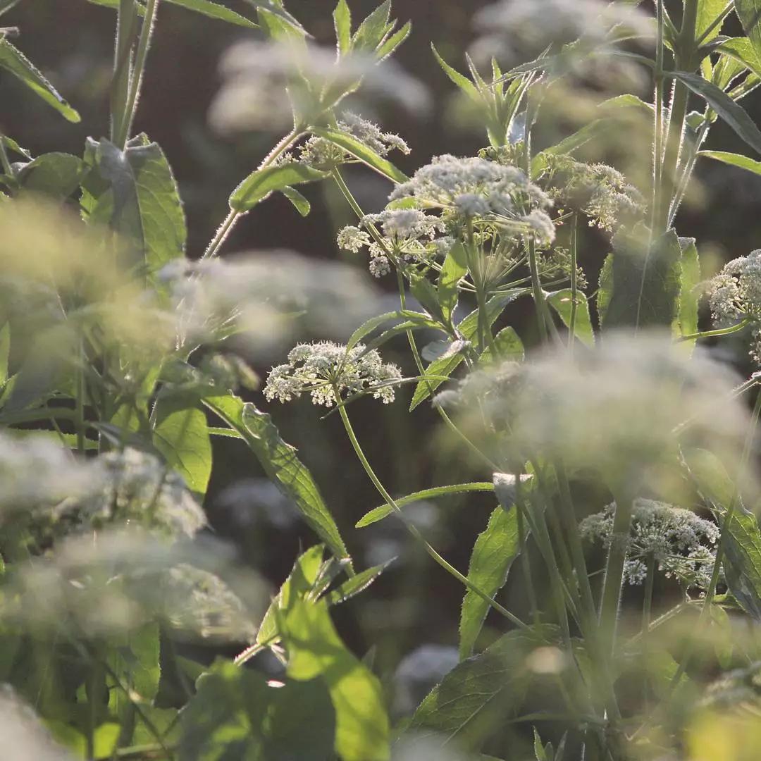 可以在室内燃放的烟花爆竹,植物烟花可以放室内吗