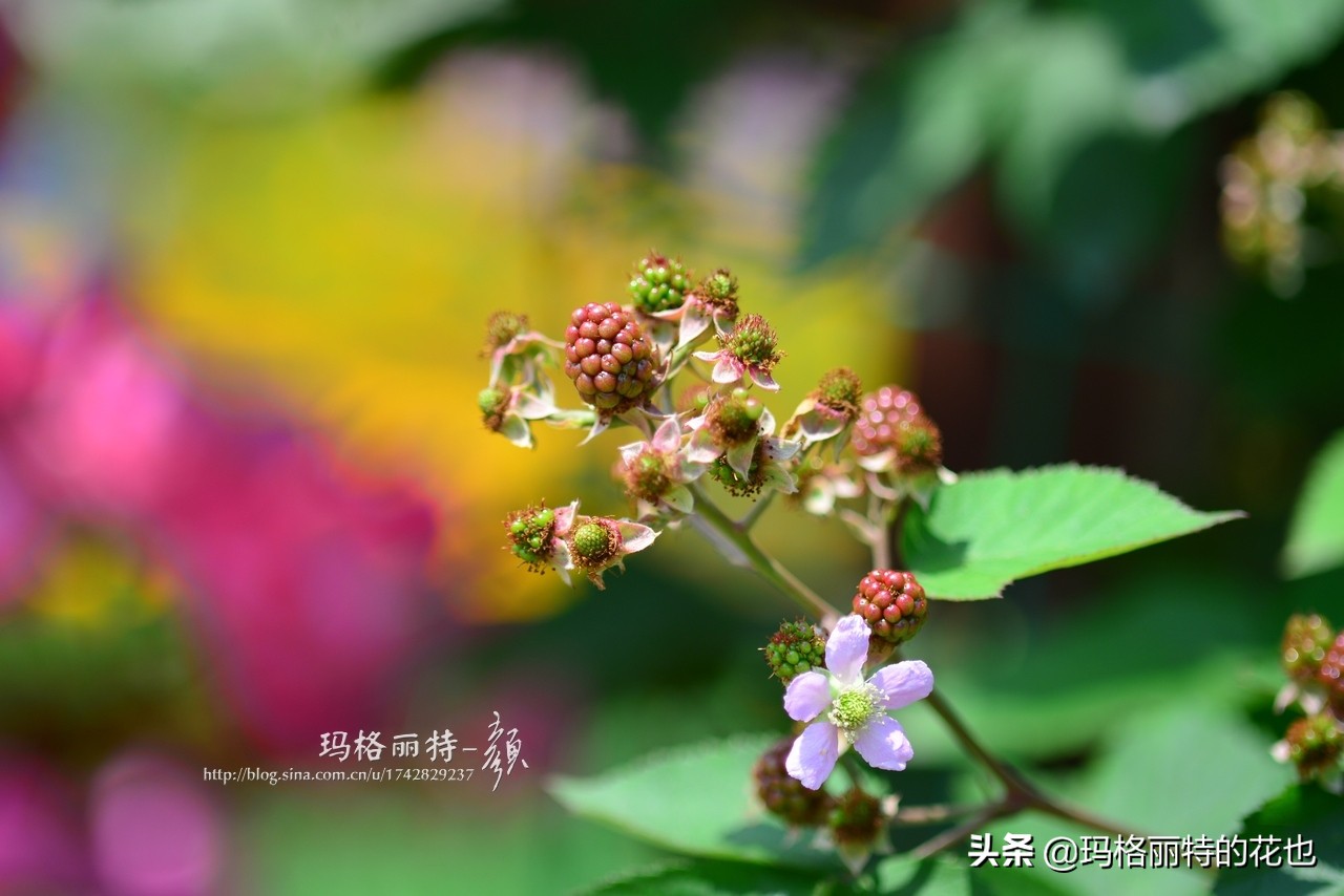 树莓在庭院怎么种植,树莓可在院子里种吗