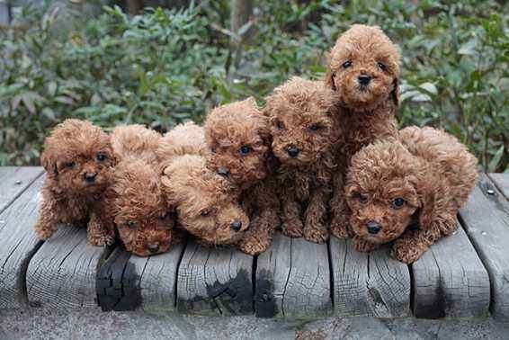 新手养泰迪犬要注意些什么,新手怎么饲养泰迪犬