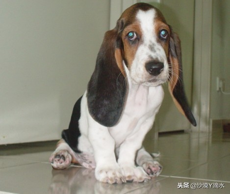 比尼熊狗狗价格,阿拉斯加狗狗价格