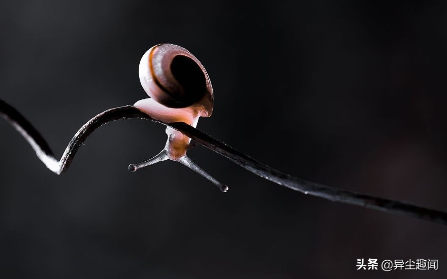 最漂亮的蜗牛图片,100幅蜗牛图片