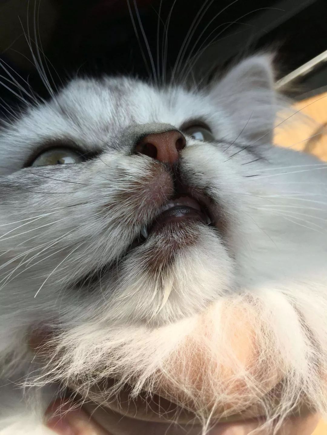 猫咪黑下巴红霉素和凡士林用多少,猫咪总是流棕色眼泪还有点黑下巴