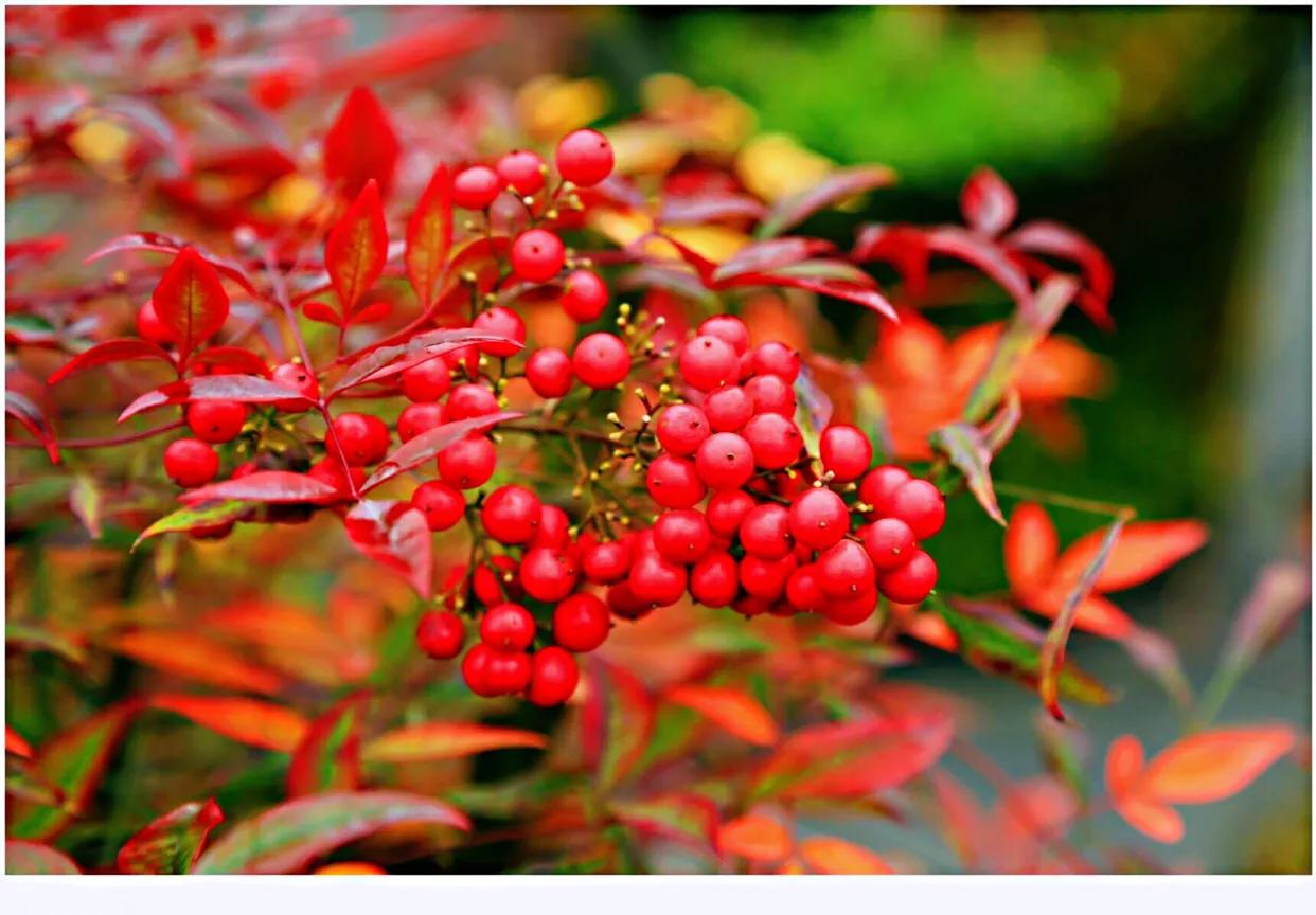 红豆是什么果实,红豆学名相思子