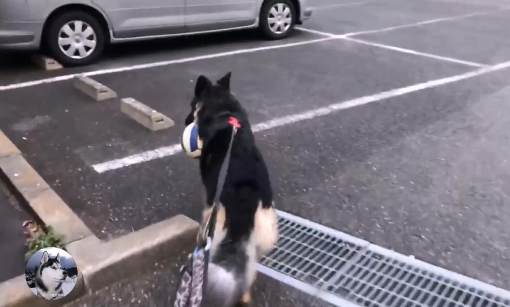 德牧兄弟最新视频,德牧狗5岁了