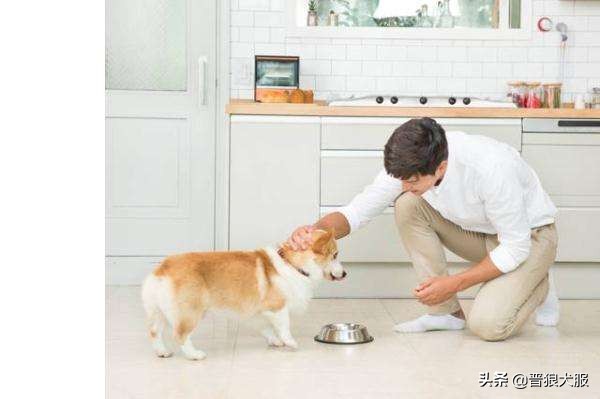 家养宠物犬有哪些,家养又具备护卫的犬