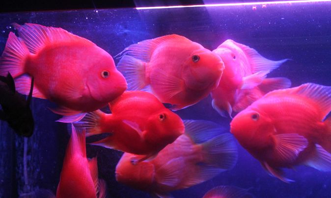 鹦鹉鱼有黑斑怎么回事,鹦鹉鱼出现黑斑怎么回事