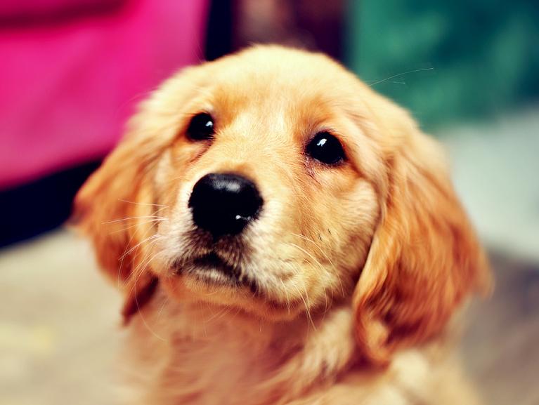 金毛一天需要喂多少合适的狗粮,金毛不喂狗粮喂什么比较好