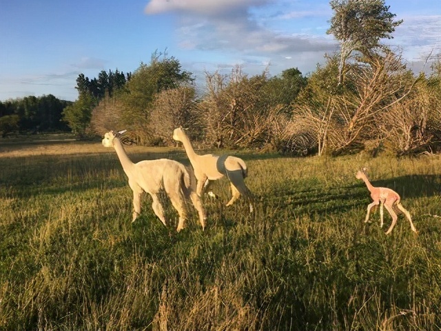 第58集原创乡村短剧,第58章大结局