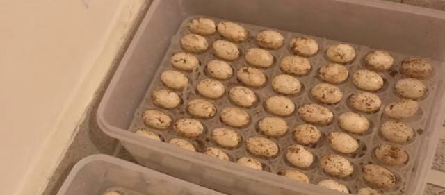 如何养龟可以让乌龟苗长得越快,如何养好刚出壳的精品龟苗