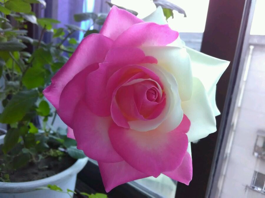 切花糖果雪山玫瑰怎么养,玫瑰雪山盆栽