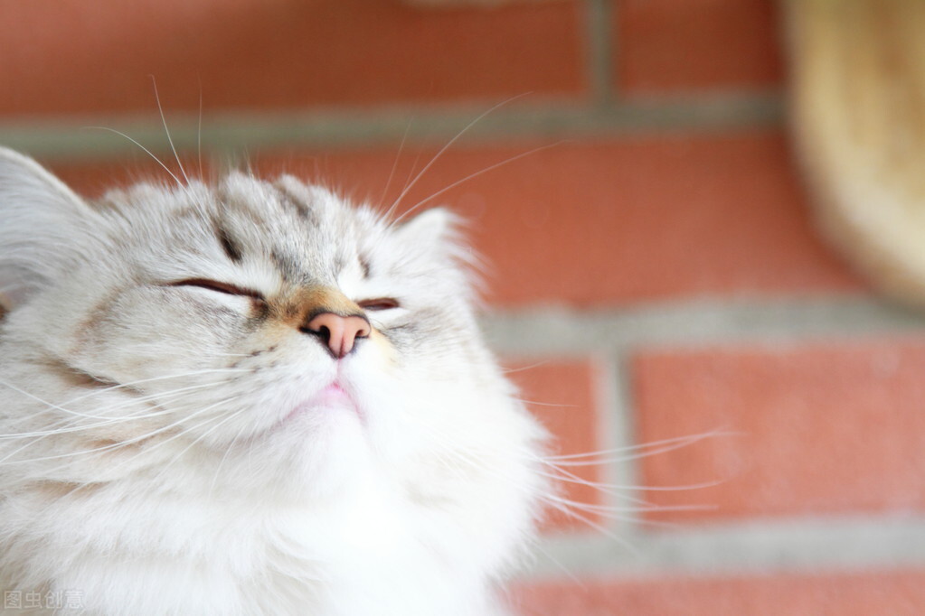 宠物粮可以长期吃吗有毒吗,宠物粮里有哪些有害添加剂