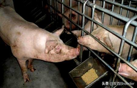 母猪发情鉴定及最佳配种时间判断，养母猪必会发情鉴定和适时配种