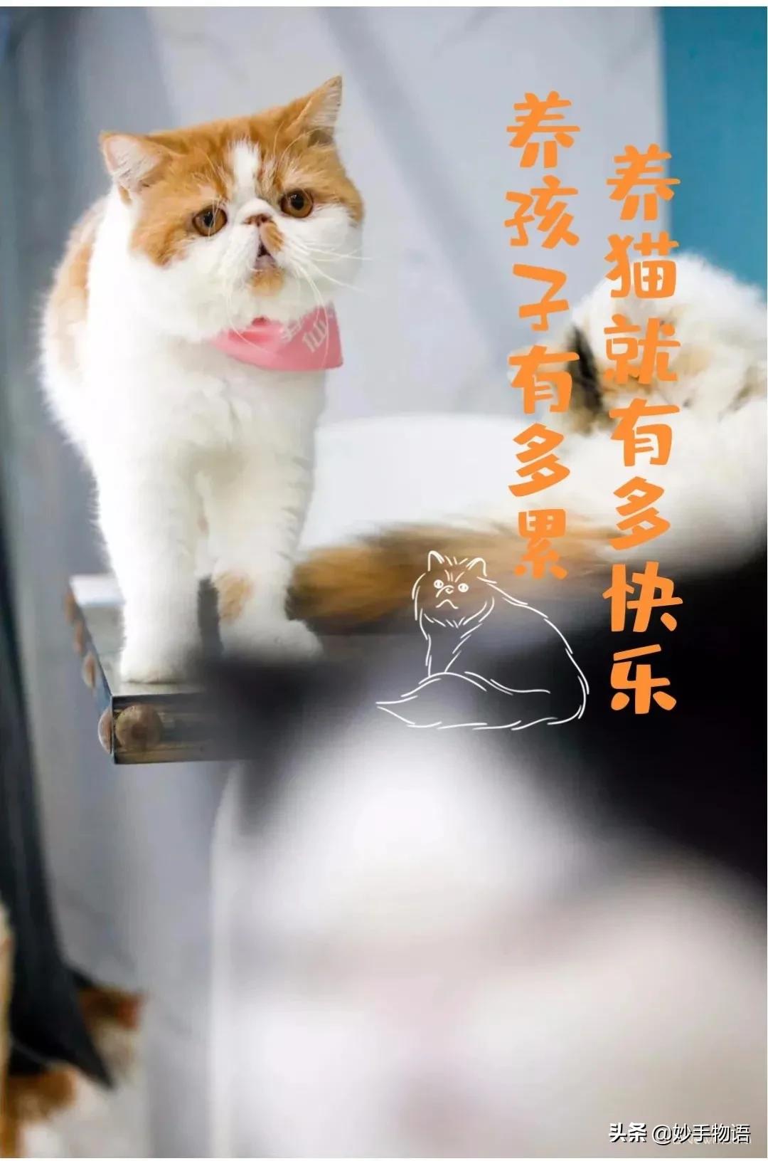 为什么总有人说养猫不如养小孩,年轻人不生孩子反而开始养猫了