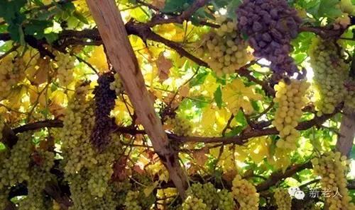 各省市特色文化符号,40个中国文化符号