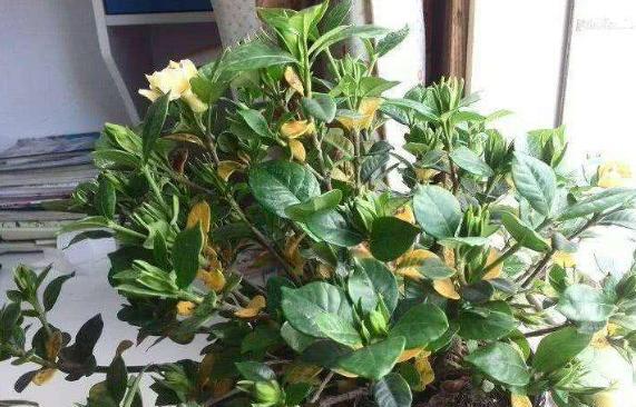 栀子花长得细弱黄叶春季如何处理,解决栀子花黄叶小妙招