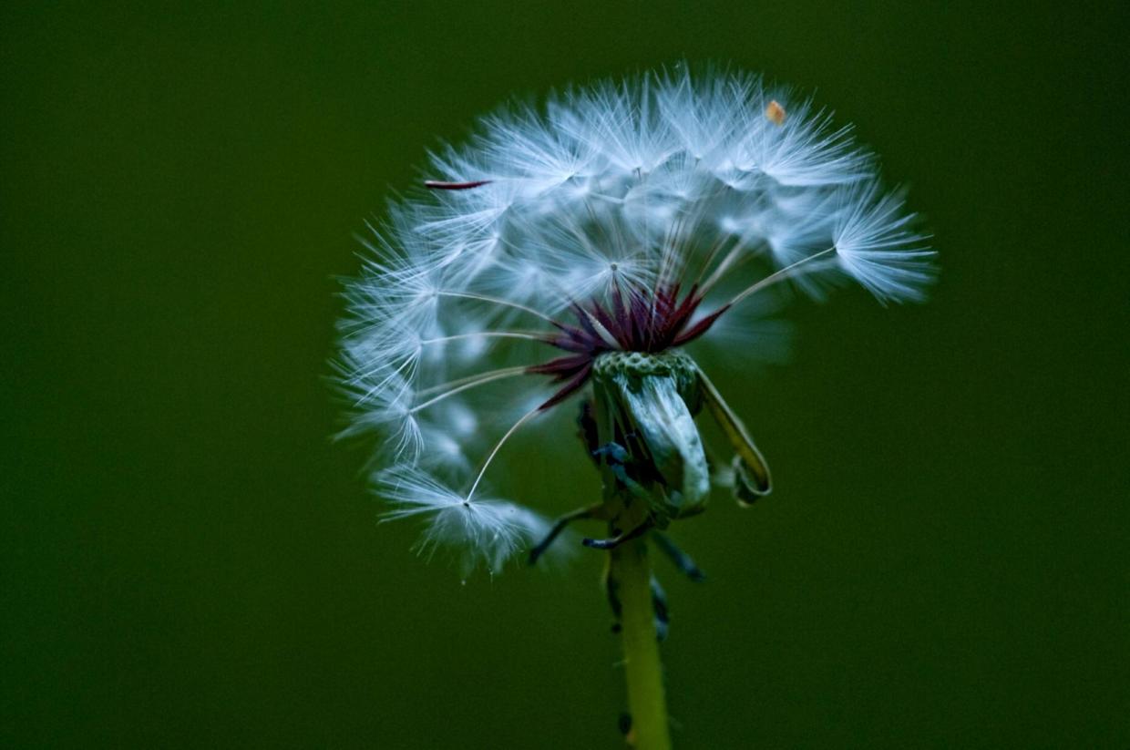 蒲公英价值高，再也不用去山里挖，阳台撒种子长出一大片