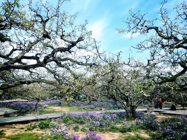 春游江淮请你来滁州版,春游江淮等您来