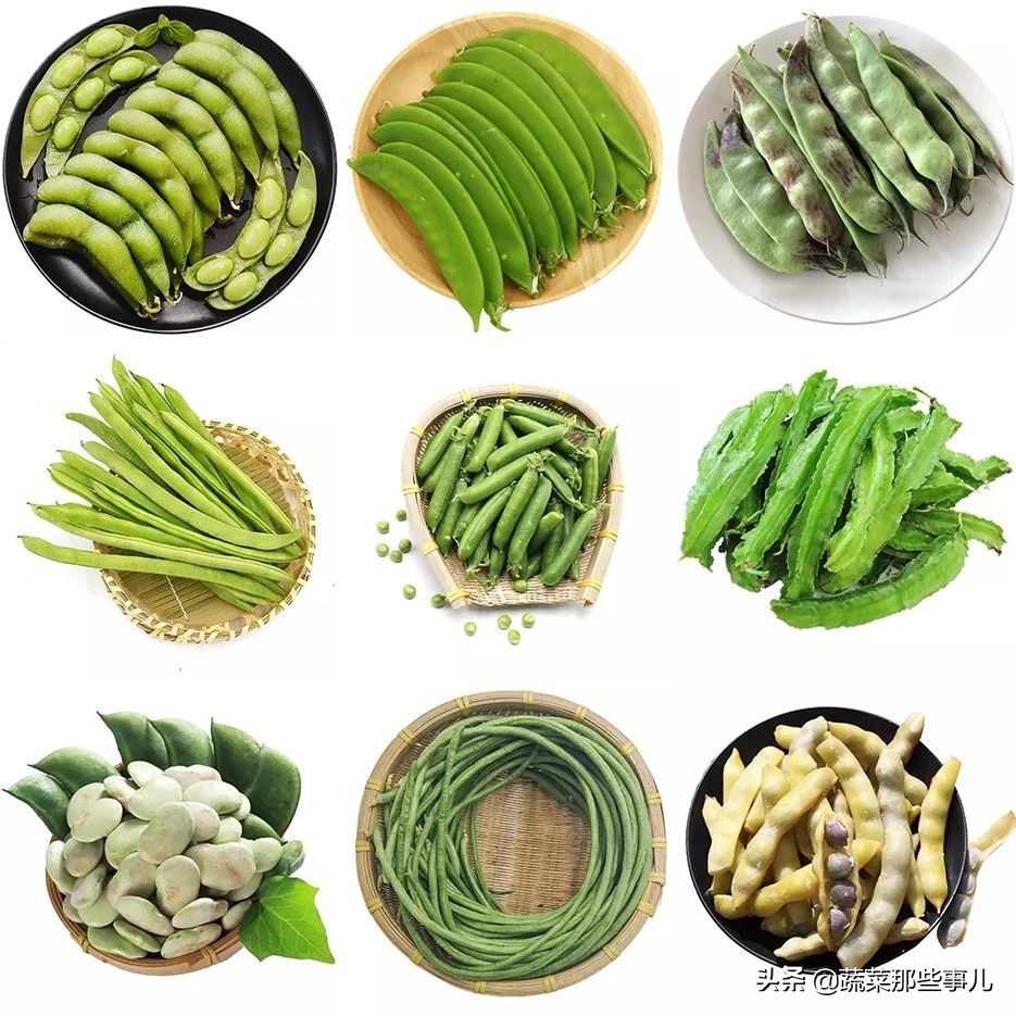 豆角用的是四季豆还是扁豆,豇豆四季豆扁豆区别