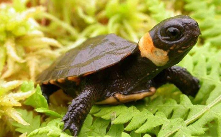 牢底坐穿系列,养一只就会坐牢,快看下你家有没有这些乌龟