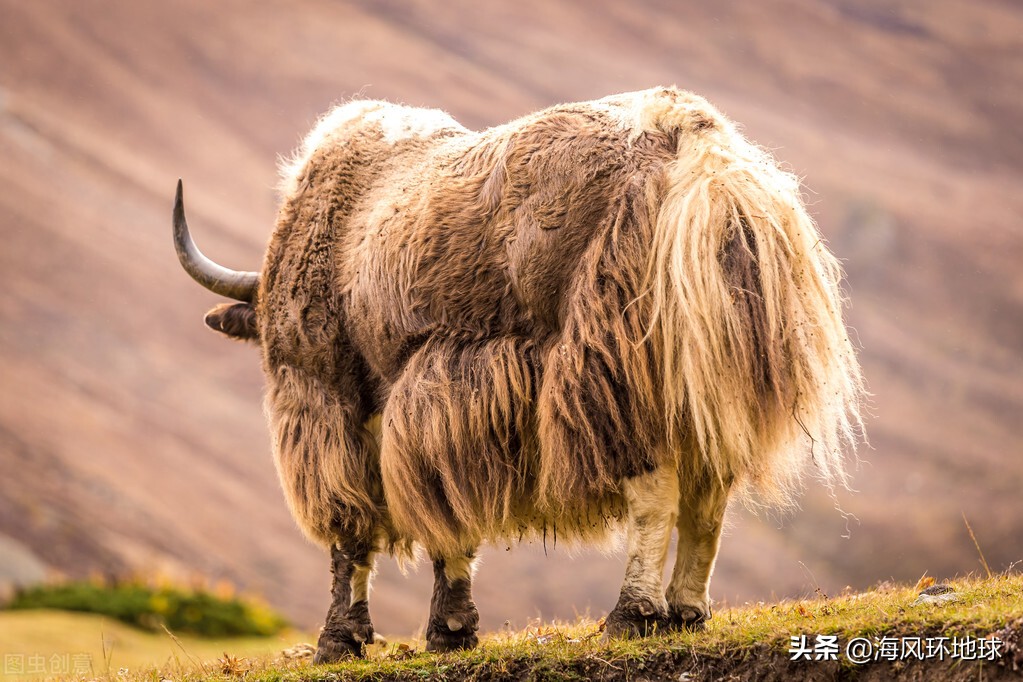 可可西里生命禁区是真的吗,进入生命禁区可可西里