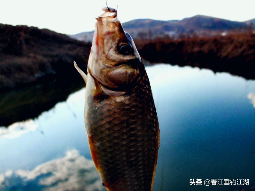 鲫鱼的钓法全部视频,钓鲫鱼高手就是厉害