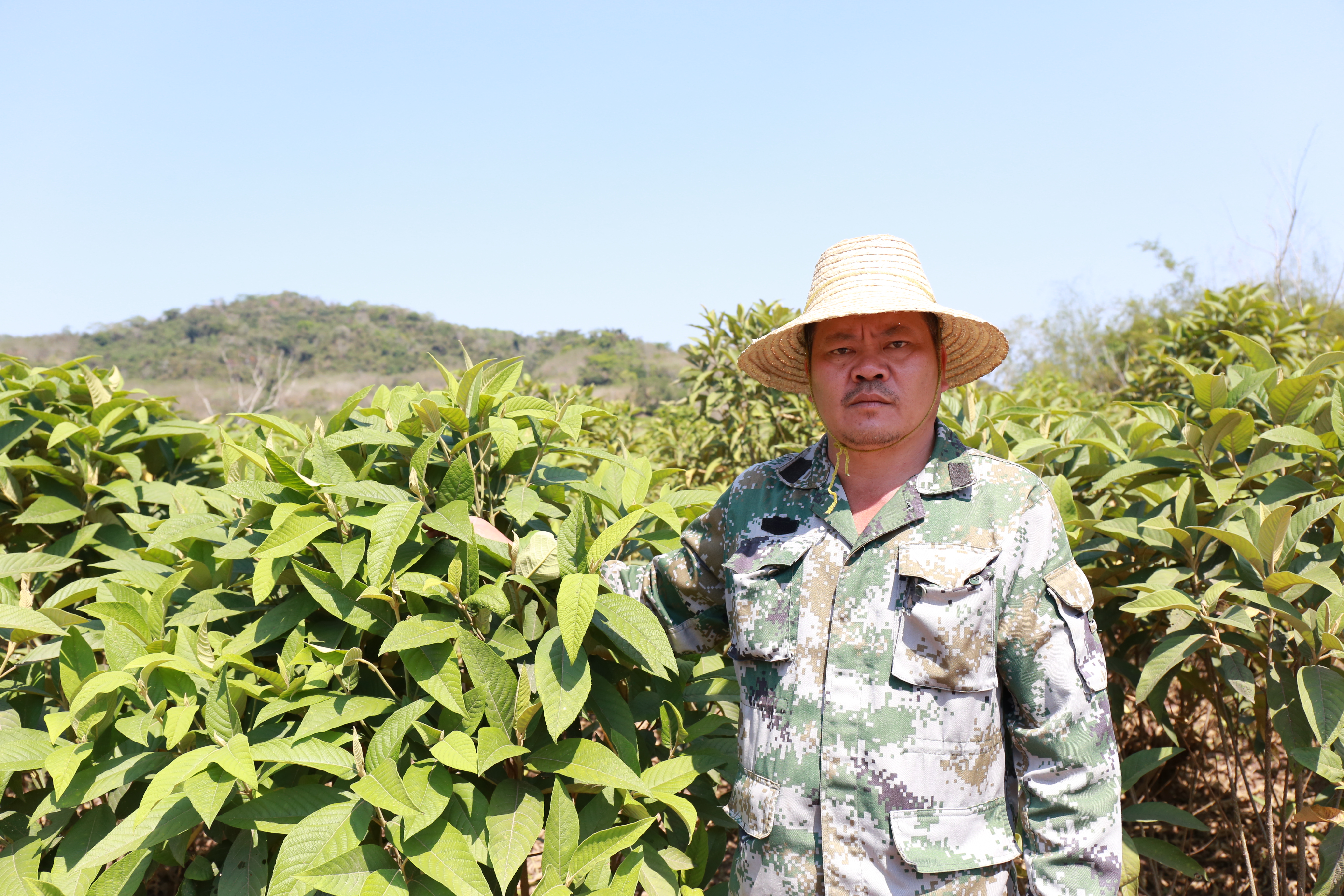 新农33期|白沙细水乡王安茂种植的黎族奇药裸花紫珠
