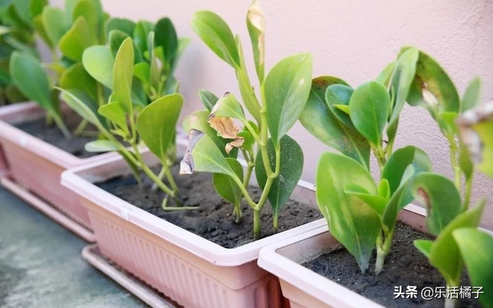 植物浇水浇的次数太多会怎样,植物浇水太多怎么补救