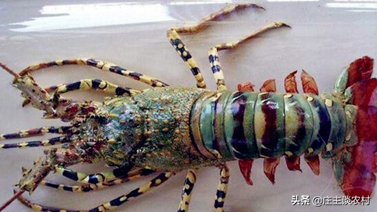 世界上最贵的几种食材有哪些,世界上最贵最顶级的食材