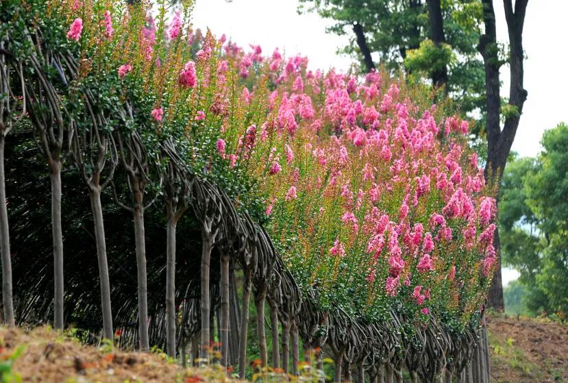 引爆旅游市场！奥体旁将打造蚌埠不夜城！新添古树苑文旅中心