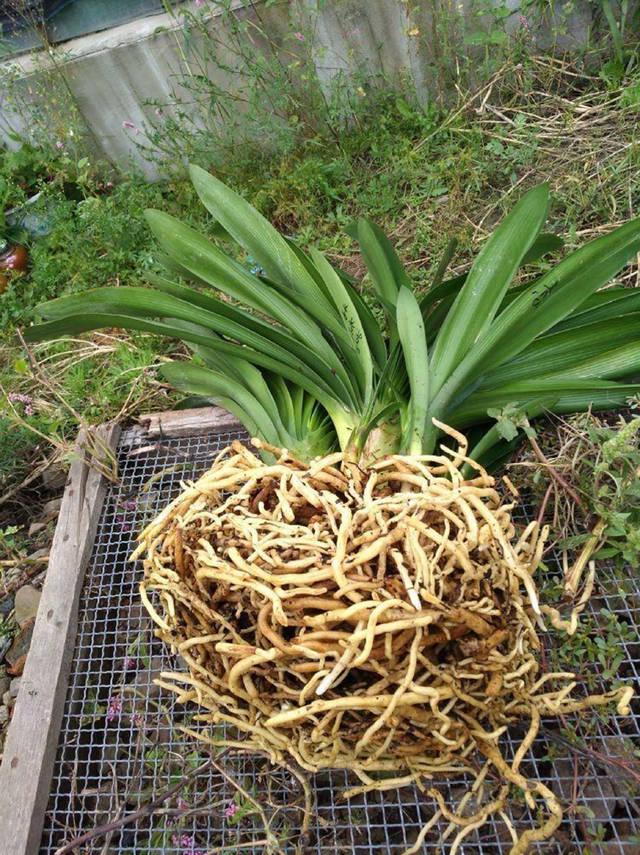 君子兰换盆最好是春季还是秋季,给君子兰换盆是春天好还是秋天好